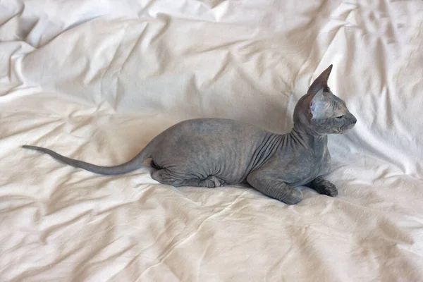 Sphynx Katze Von Grauer Farbe Glatze Mit Falten Liegt Auf — Stockfoto