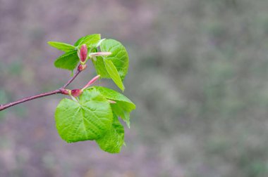 Tomurcuklarından yapraklar fışkıran bir ıhlamur dalı. Telif uzayına yakın çekim. Seçici odaklanma. Bulanık arkaplan