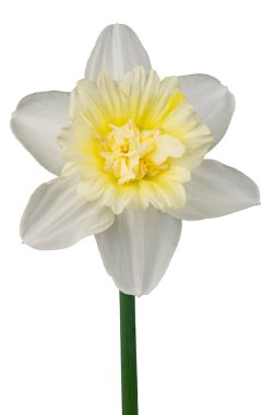 Beyaz arka planda sarı ve beyaz nergis renklerinin stüdyo görüntüleri izole edildi. Geniş alan derinliği (DOF). Makro. Saygı ve kendini sevmenin sembolü..