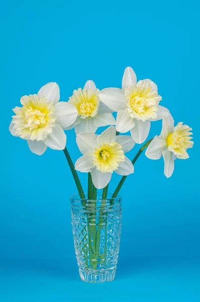 Studio Shot Yellow White Colored Daffodil Glass Vase Blue Background — Stock Photo, Image