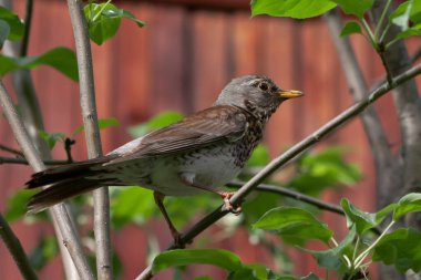 Turdus pilaris, Turdidae familyasından bir kuş türü. Yakın plan.
