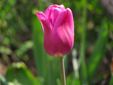 Bahçedeki güzel, taze yaz çiçekleri.