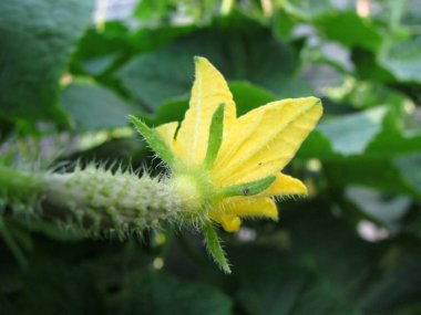 Bahçedeki güzel, taze yaz çiçekleri.