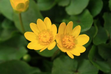 Bahçedeki güzel, taze yaz çiçekleri.