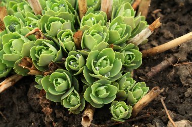 Bahçedeki güzel, taze yaz çiçekleri.