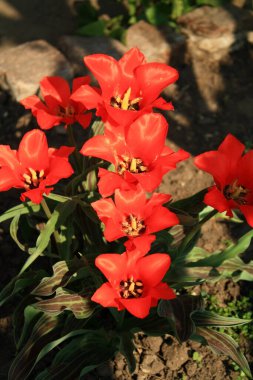 Bahçedeki güzel, taze yaz çiçekleri.