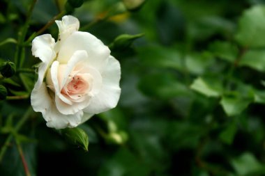 Bahçedeki güzel, taze yaz çiçekleri.