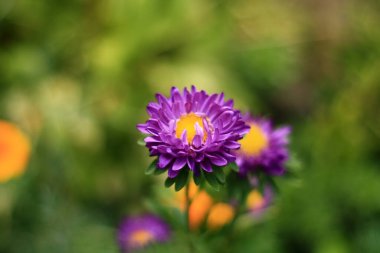 Bahçedeki güzel, taze yaz çiçekleri.
