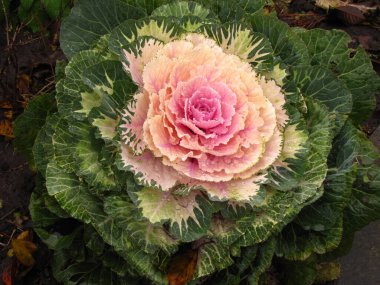 Bahçedeki güzel, taze yaz çiçekleri.