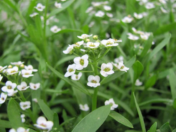 Lindas Flores Frescas Brilhantes Verão Jardim — Fotografia de Stock