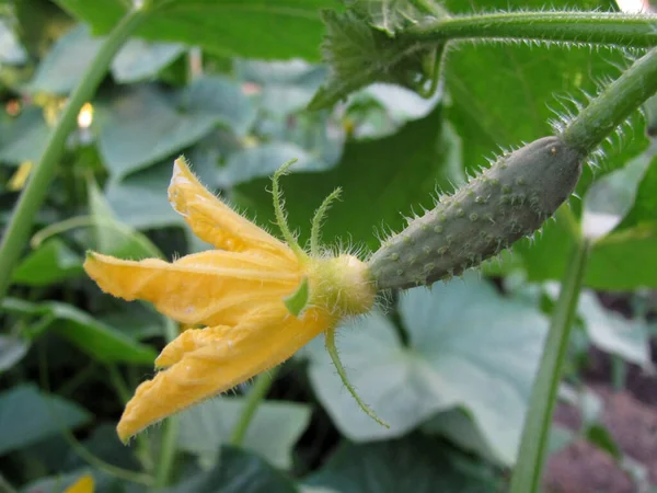 Bahçedeki güzel, taze yaz çiçekleri.
