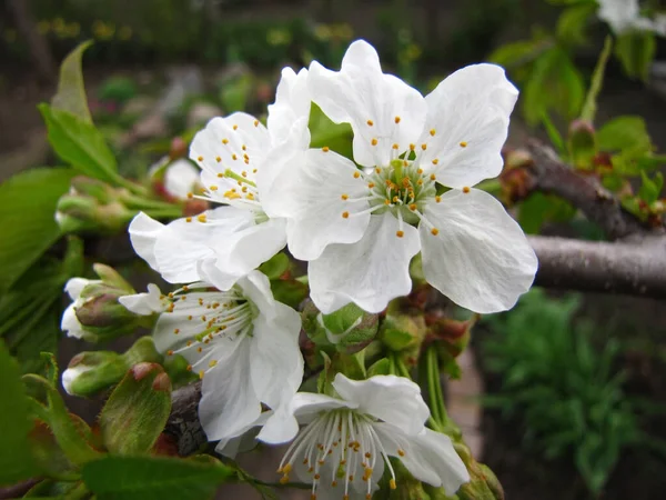 Mooie Frisse Zomerbloemen Tuin — Stockfoto