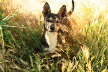 Sonbahar güneşli caddede sevimli köpekler