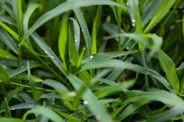 Çiyli yeşil çimen