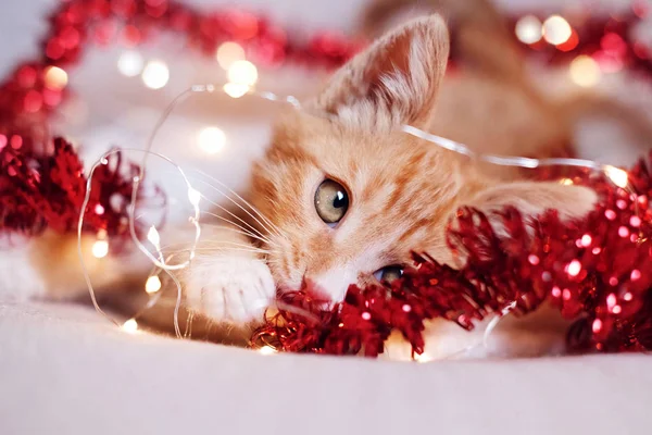 Pequeno Gatinho Vermelho Jogando Decorações Natal — Fotografia de Stock