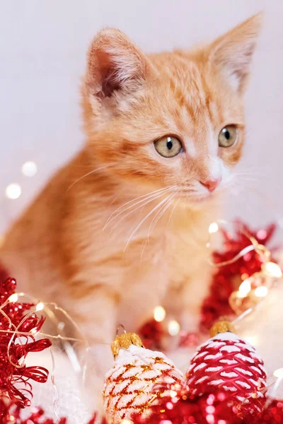 Pequeno Gatinho Vermelho Jogando Decorações Natal — Fotografia de Stock