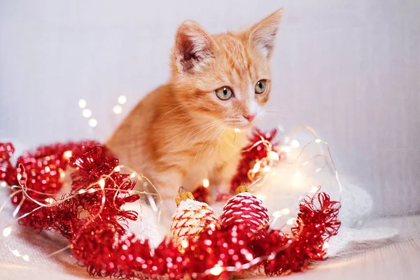 Pequeno Gatinho Vermelho Jogando Decorações Natal — Fotografia de Stock
