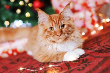 Güzel kırmızı bir Maine Rakunu 'nun portresi Noel ağacının yanında kırmızı bir battaniyenin üzerinde oturuyor. Beyaz pençeli şirin kedi yavrusu kameraya bakıyor..