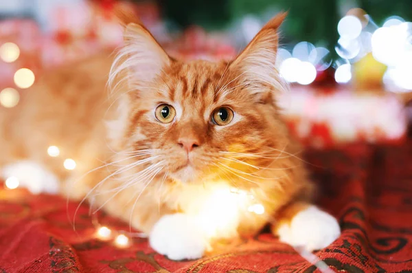 Retrato Belo Gato Maine Coon Vermelho Sentado Perto Uma Árvore — Fotografia de Stock