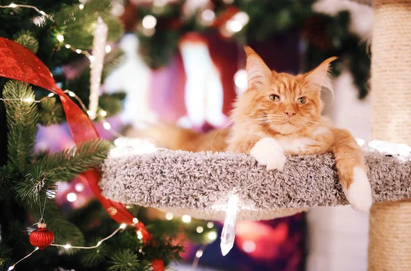 Retrato Belo Gato Vermelho Maine Coon Sentado Perto Árvore Natal — Fotografia de Stock