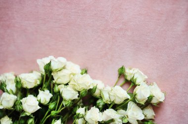 Duvar kâğıdı ve tatil kartları için küçük beyaz güllerle yumuşak pembe arkaplan