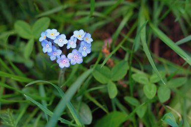 Yeşil otların arka planında kalp şeklinde küçük mavi benekler..
