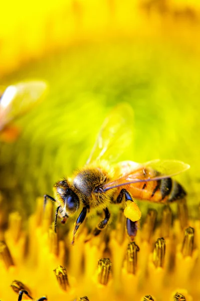 Honey bee on sunflower — Stock Photo, Image