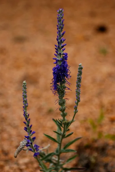 Violet Flower Kazakhstan Alternative Therapy Aromatherapy Arts Culture Entertainment Backgrounds — стоковое фото