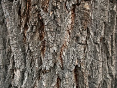 Tree bark closeup background. Poplar bark texture background. Natural texture.