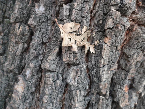 Tree Bark Closeup Background Poplar Bark Texture Background Natural Texture — Stok fotoğraf