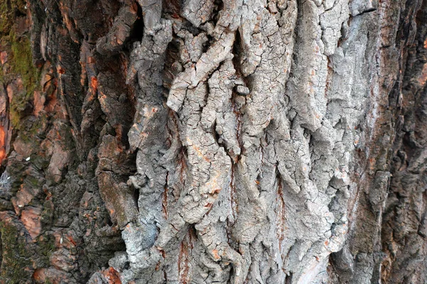 Δέντρο Φλοιό Φόντο Closeup Πλαίσιο Υφής Φλοιού Poplar Φυσική Υφή — Φωτογραφία Αρχείου