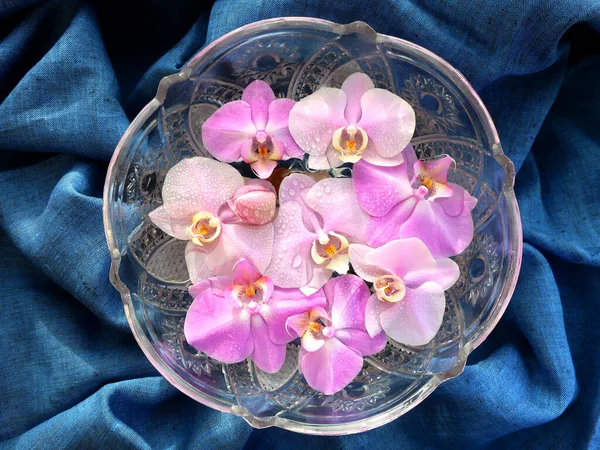 Einer Runden Kristallvase Schwimmen Viele Rosa Orchideen Wasser Vase Mit — Stockfoto