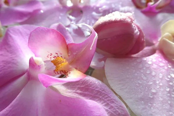 Große Rosa Orchidee Mit Tautropfen Auf Den Blütenblättern Hintergrund Bildschirmschoner — Stockfoto