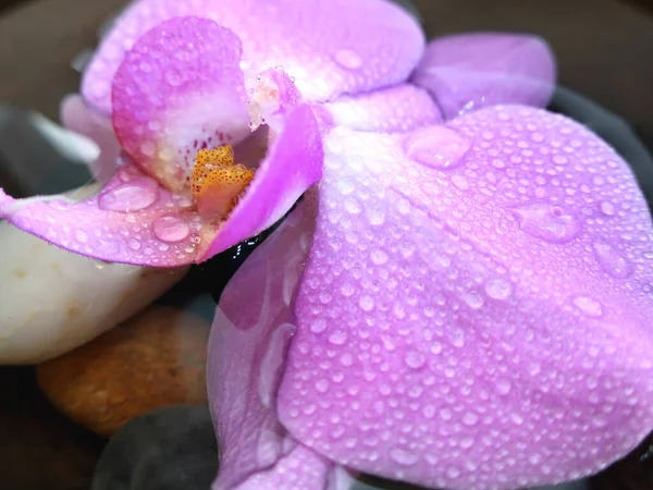 Orquídeas Color Rosa Claro Tazón Barro Con Agua Guijarros Redondos — Foto de Stock