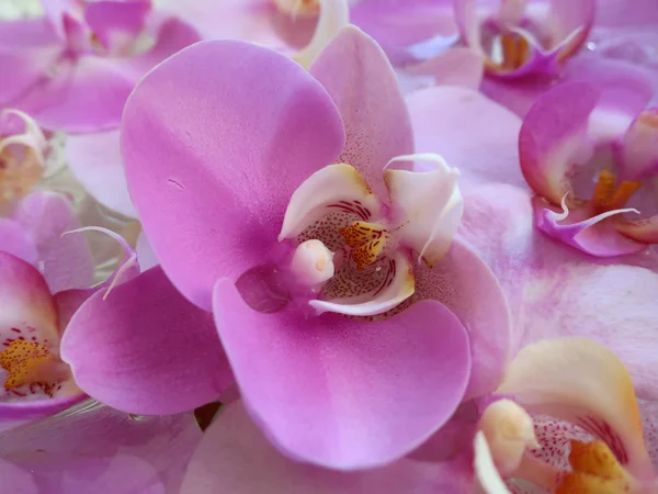 Große Rosa Orchidee Mit Tautropfen Auf Den Blütenblättern Hintergrund Bildschirmschoner — Stockfoto