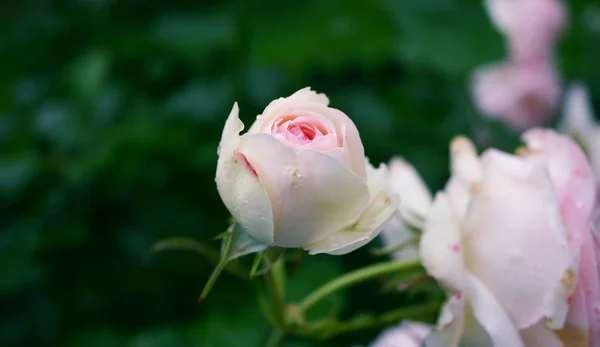 Güzel pembe Melez Çayı, yağmurdan sonra açık yeşil arkaplanda, metin boşluğunda yükseldi