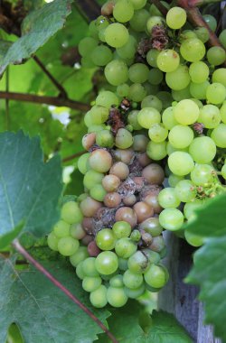 Üzüm hastalığı. Üzümün üzerindeki gri çürük. Böğürtlenlere küf bulaşmış. Sarmaşıkta sallanan şımarık bir grup. Botrytis cinerea. Beyaz üzümler 