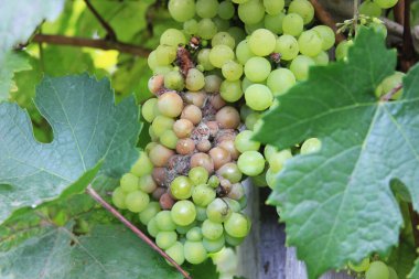 Üzüm hastalığı. Sarmaşıkta çürüyen beyaz üzümler. Ekin gri küfe bulaştı. Botrytis cinerea. Çürümüş bir grup çalılıkta sallanıyor