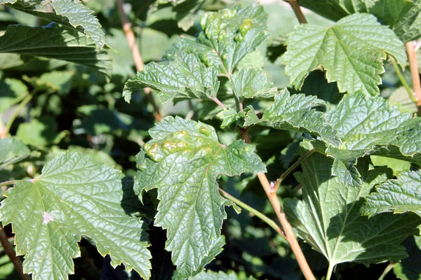 Redcurrant Disease Puccinia Ribesii Caricis Anthracnose Gallic Aphids Infected Berry — Stock Photo, Image