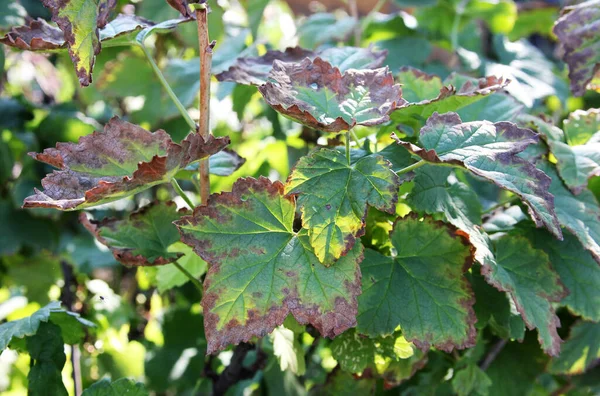 Kara frenk üzümü hastalığı. Yaprakların üzerinde antrakburun. Çalılık bir mantara bulaştı. Güneşli bir gün