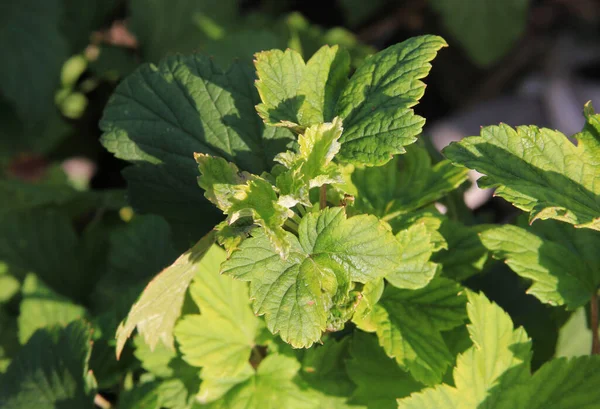 Powdery mildew on the leaves. Black currant disease. The bush infected a fungal Plasmopara viticola. Sunny evening — Stock Image Powdery Mildew Leaves Black Currant Disease Bush Infected Fungal Plasmopara Stock Picture