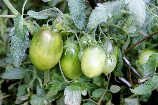 Novos Tomates Lote Estão Amadurecendo Mato Culturas Orgânicas Jardim Rural — Fotografia de Stock