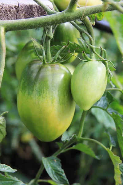 토마토가 덤불에서 자라고 있습니다 새로운 — 스톡 사진