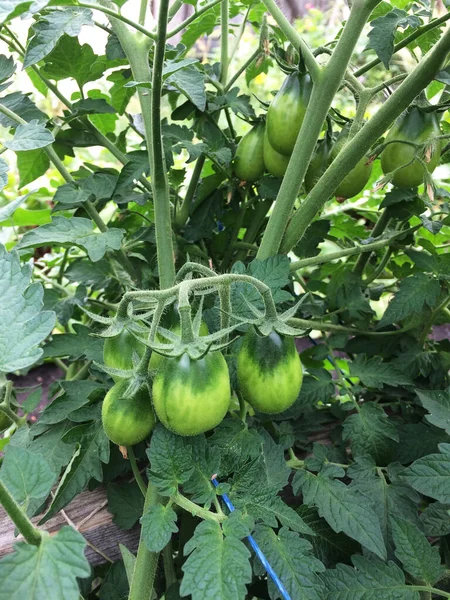 Tomates Verdes Estão Amadurecendo Jardim Rural Nova Colheita Arbustos Amarrados — Fotografia de Stock