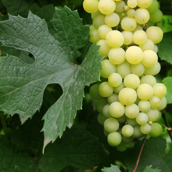 Grape on the vine. New harvest. Powdery mildew on the leaves. Harvest season — Stock Image Grape Vine New Harvest Powdery Mildew Leaves Harvest Season Stock Photo