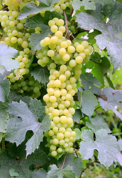 Grape on the vine. New harvest. White variety. Powdery mildew on the leaves — Stock Image Grape Vine New Harvest White Variety Powdery Mildew Leaves Royalty Free Stock Images
