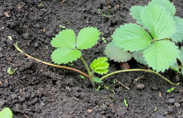 Strawberry in the village garden. The new plantshoot in the springtime. Clean young leaves on the soil background