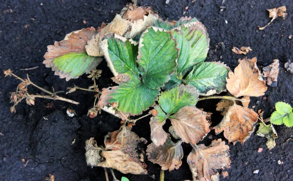 Strawberry Illness Berries Disease Fusarium Oxysporum Crop Problem Infected Bush — Stock Photo, Image