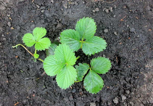 Young strawberry bush after watering. Vegetation. Overgrowth of the plantshoot