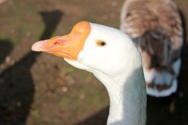 Beyaz kaz. Mavi göz kapat. Evcil bir kuş. Kümes hayvanları bahçesinde yaz zamanı